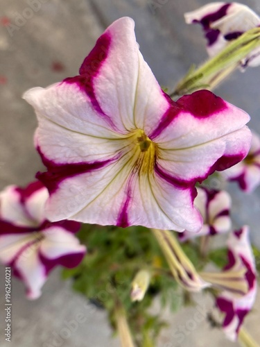 Cuadro en lienzo vivid petunia blossom photography