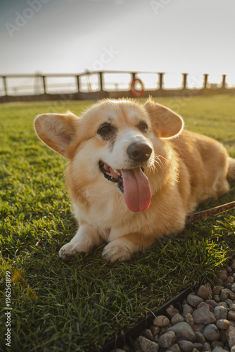 Relaxed corgi with floppy ears and playful expression outdoors