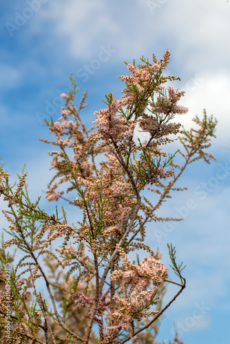 Close up of pink tamarisk T...