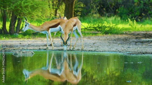 Reflection of three Springboks antelopes (Antidorcas marsupialis) drinking water from a small pond in savannah.