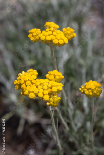 Close up of yellow Helichry...