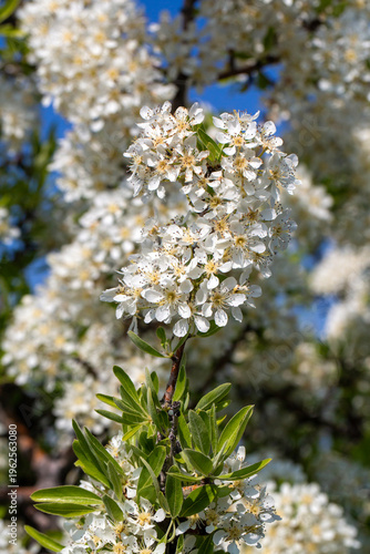 Close up of white wild pear...