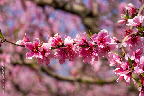 Close up of pink peach tree...