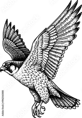 Detailed Flying Falcon Engraving Illustration with Spread Wings for Esport Logo, Mascot Design, Tattoo, Apparel Print and Vintage Wildlife Artwork