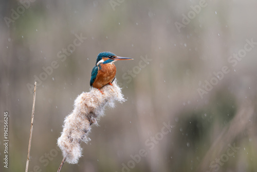 Common Kingfisher perched on a bullrush in a spring shower
