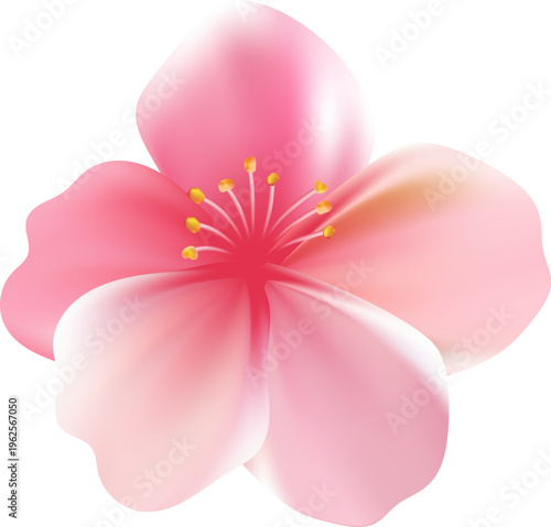 Delicate light pink sakura flower. Sakura blossom petals.