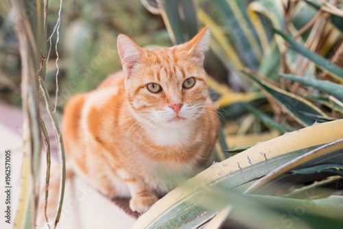 Detailed close-up of a domestic ginger orange tabby cat with green eyes, sitting in an upright 