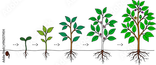 Plant growth stages illustration showing seedling to tree development with roots system progression vector diagram

