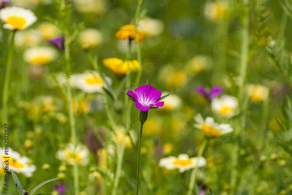 Fototapeta premium Flower Meadow with Poppys and others