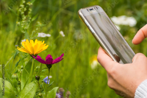 Using a smartphone app to identify wildflowers in a green meadow