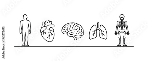 Human anatomy study and medical education focused on understanding body structure, organ systems, and biological functions for healthcare and scientific knowledge, human body