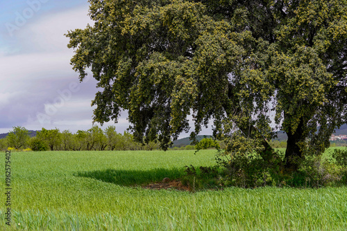 Obraz na płótnie Majestic holm oak tree in vibrant green meadow under clear sky