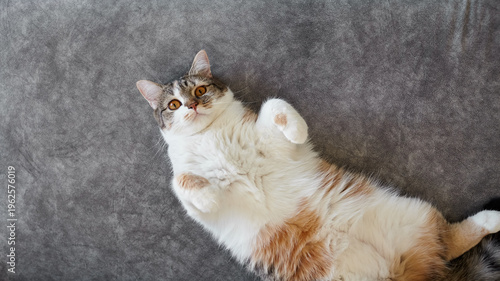 Domestic cat with gray and white fur lying on a soft gray surface, displaying a relaxed posture and bright eyes, showcasing its playful nature and curiosity
