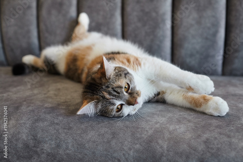 Foto Domestic calico cat lounging on a gray sofa, stretching out with paws extended a