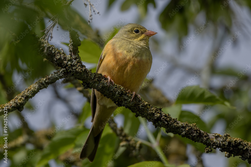 Obraz premium Ortolan bunting (Emberiza hortulana)