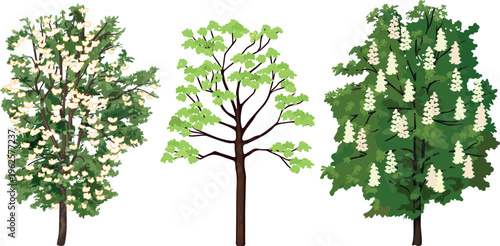Set of blooming spring trees: rowan, maple, and horse chestnut isolated on white