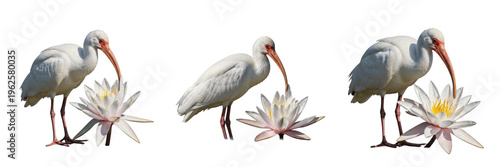 White ibis bird set standing near white water lily flowers isolated on white background wildlife collection