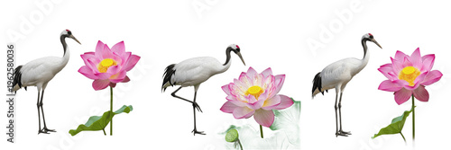 Red-crowned crane bird set standing next to pink lotus flowers isolated on white background