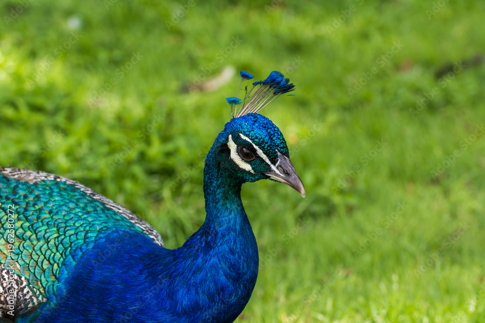 Obraz premium Male peacock displaying its beautiful colorful feathers