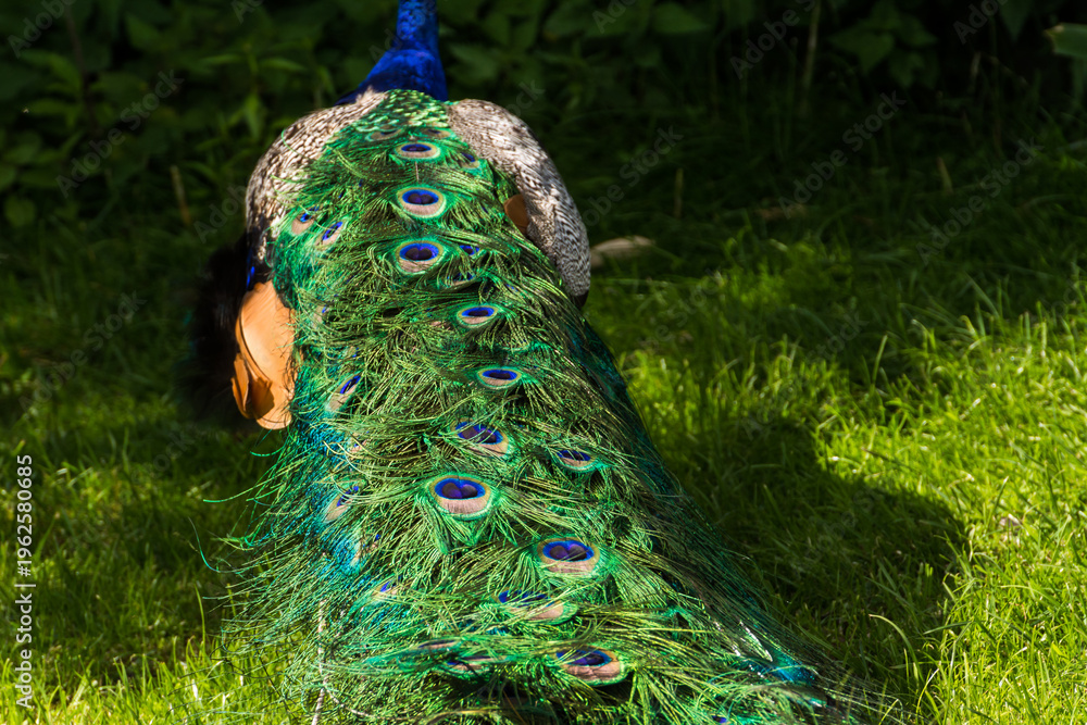 Obraz premium Male peacock displaying its beautiful colorful feathers