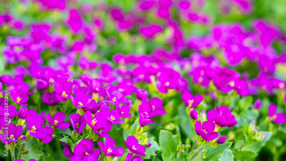 Fototapeta premium Violet and dark pink alyssum flowers background, full-frame floral texture with many tiny blooms, spring decorative pattern 