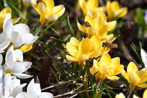 close up of bee on yellow crocuses in spring