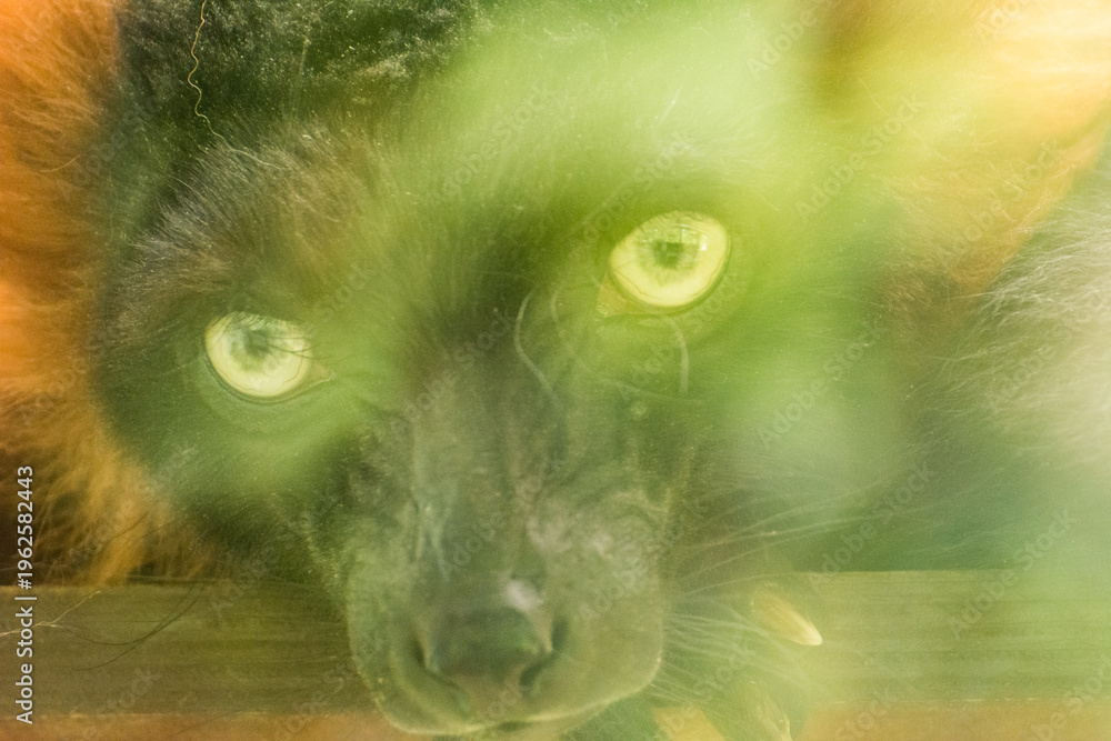 Fototapeta premium Artistic portrait of a red ruffed lemur with a dreamy and ethereal soft focus effect