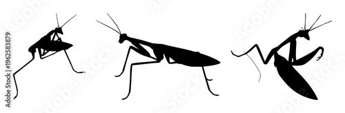 Praying mantis silhouette set with angular black line design featuring mantis, insect, arthropod with minimalist and nature