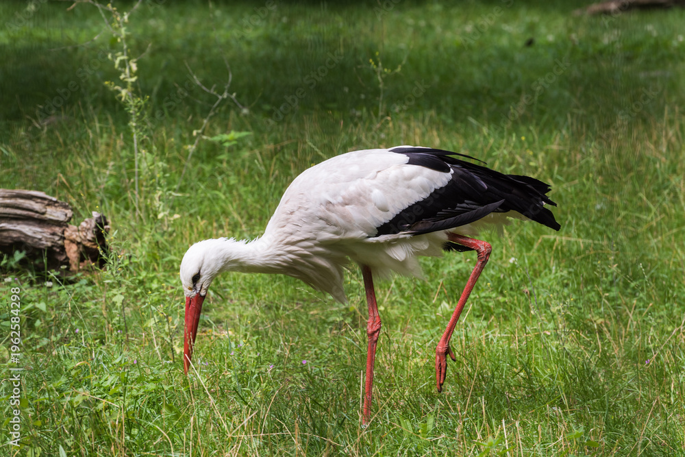 Fototapeta premium White storks standing in a green meadow looking for prey