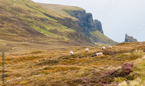 Cuadro en lienzo Goats sheep grazing feeding in meadow field