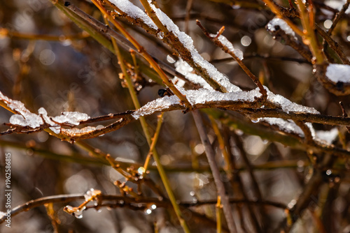Frost-covered branches glowing in winter sunlight, delicate natural texture capturing cold season beauty and sparkling ice details in nature