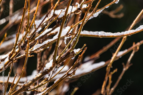Snow-covered winter branches sparkling in sunlight, delicate natural texture capturing cold season beauty, melting ice and serene forest atmosphere