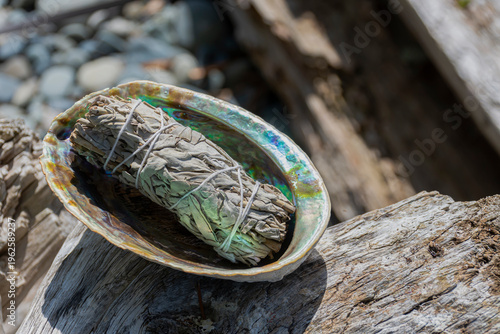 A single large white sage smudge bundle is resting in an abalone sea shell on a piece of weathered drift wood. 