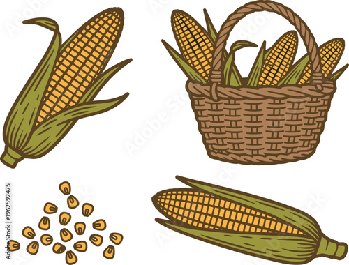 Collection of corn cobs in a basket and loose kernels with white background