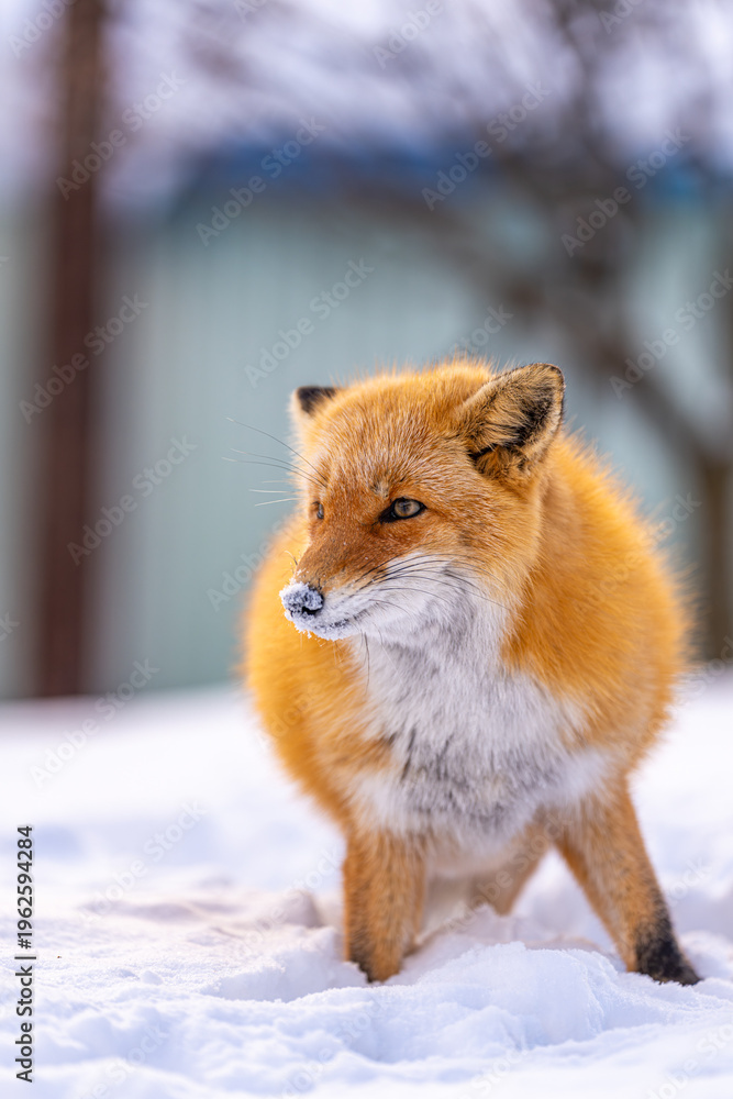 Obraz premium very cute hokkaido ezo-kitsune (Red Fox)