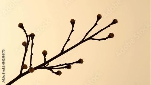 Delicate branch with multiple budding twigs set against a soft, warm gradient sky during sunset