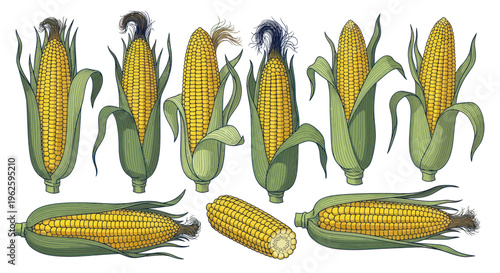 Collection of Fresh Corn on the Cob with Husks, Natural Harvest