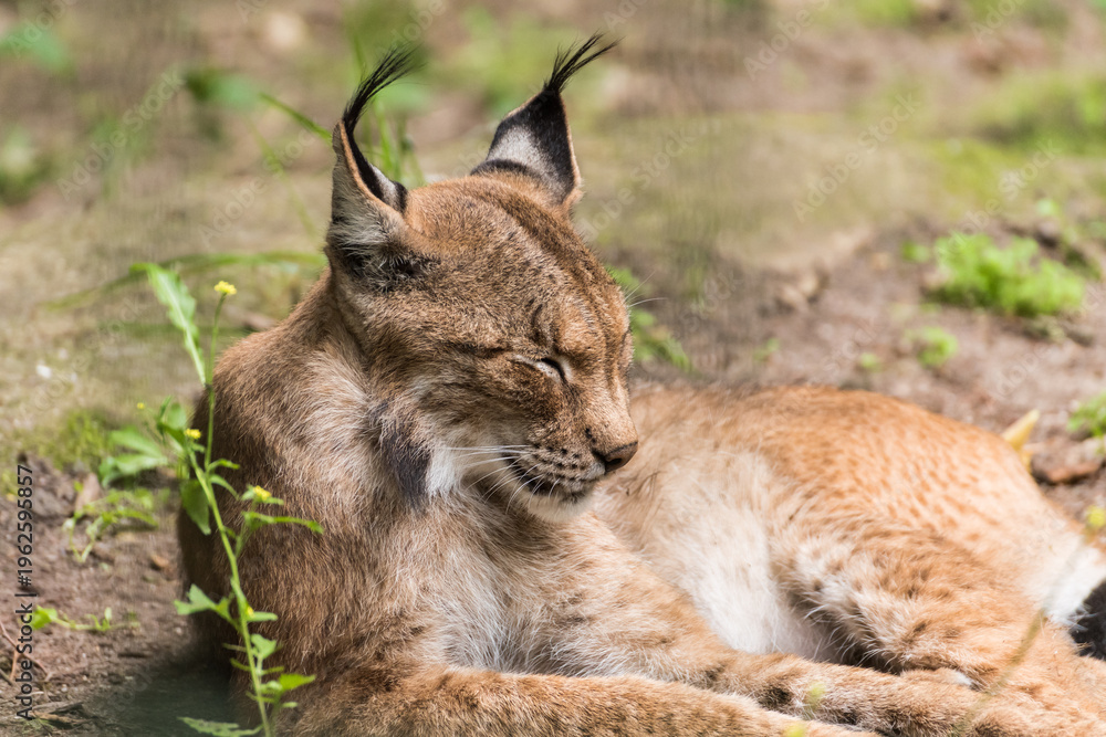 Obraz premium Relaxing Bobcat Lynx laying on ground Close Up Portrait