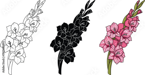 Set of gladiolus flower illustrations featuring outline silhouette and colored versions perfect for botanical designs and decorative elements