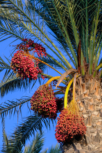 Date Palm Tree