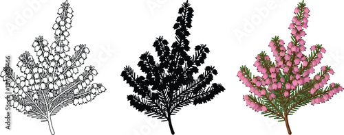 Vector illustration set of a heather plant presented in outline silhouette and full-color versions perfect for botanical designs and nature-themed projects