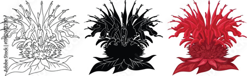 Set of Bee Balm flower illustrations featuring outline silhouette and vibrant red versions perfect for botanical designs and natural product branding