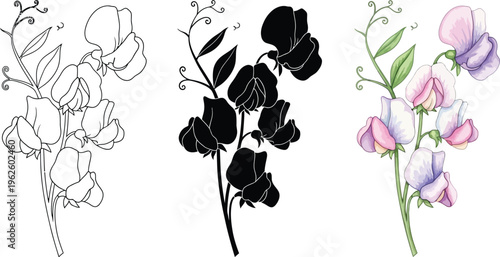 Set of sweet pea flower illustrations featuring outline silhouette and watercolor styles perfect for botanical designs and spring themes