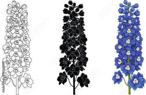 Set of delphinium flower illustrations featuring outline silhouette and full color vector designs perfect for botanical projects and garden themes