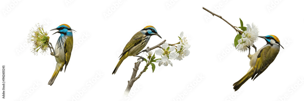 Obraz premium Blue-Crowned Chlorophonia Bird on Flowering Branches Isolated on White - High-Resolution Avian Wildlife Illustration for Tropical Nature Blogs, Ornithology, and Floral Backgrounds