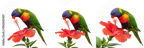 Schilderij op canvas Rainbow Lorikeet Parrot on Red Hibiscus Blossom Isolated on White - High-Resolut