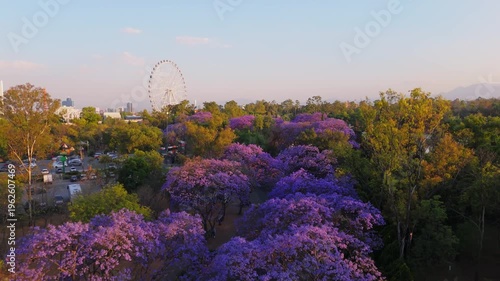Jacaranda Trees at Chapultepec Park, Mexico City. Sunset.