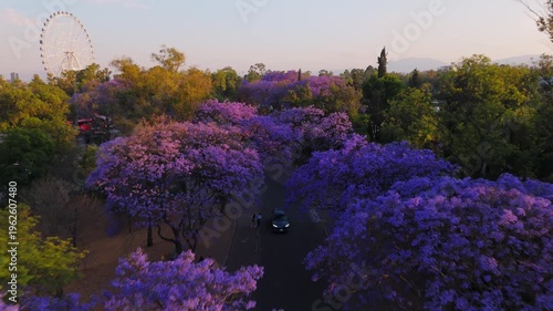 Jacaranda Trees at Chapultepec Park, Mexico City. Sunset.