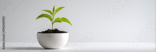 Fresh Green Sprout Grows From White Soil in a Ceramic Pot on a White Background With Soft Shadows and Ample White Space in a Studio Setup