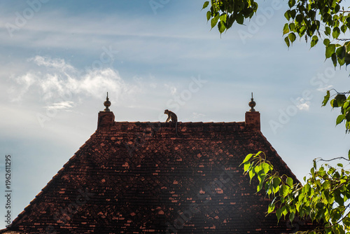 Monkey on a roof